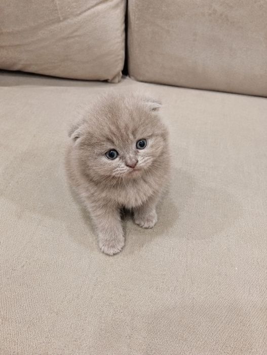 Продаются чистокровные породистые котята