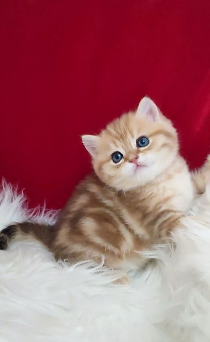 британский чистокровный мальчик золотая шиншилла мрамор