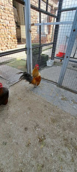 Продавам малай серама.