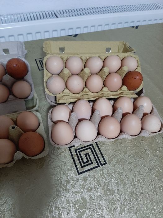 Vand oua de gaini de tara