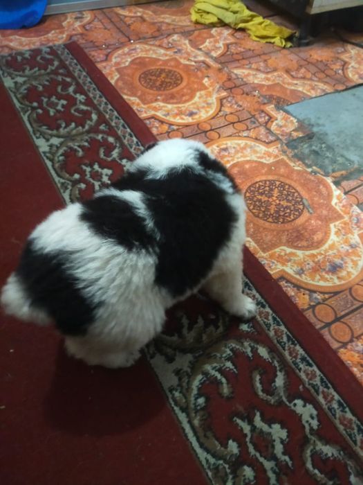 Продам щенка Алабая