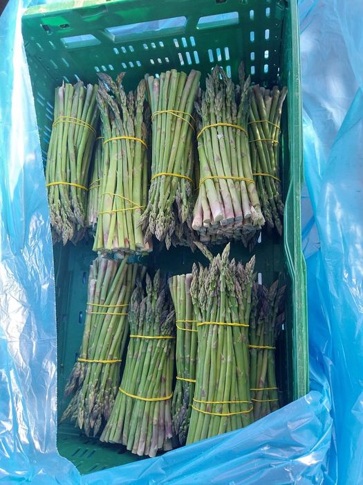 Rădăcini sparanghel