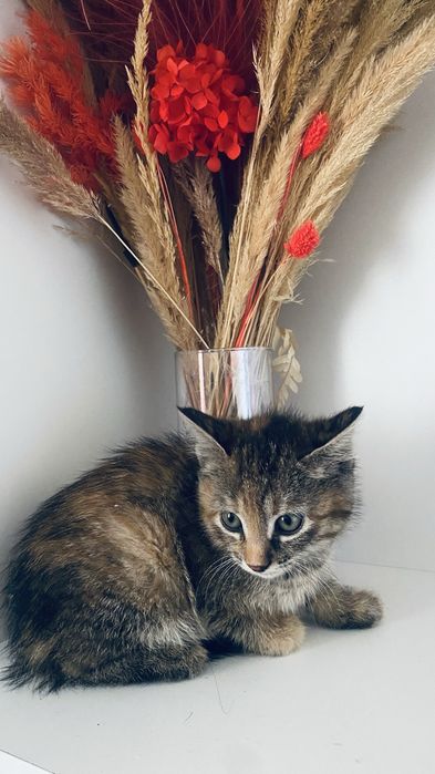 Отдам милых игривых котят