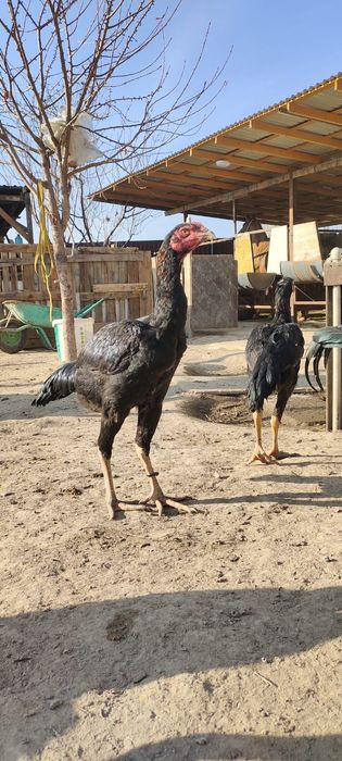 Продам Даканнннн