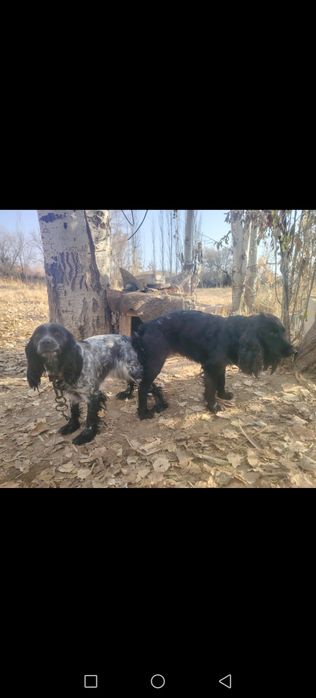 Спаниель күшіктер