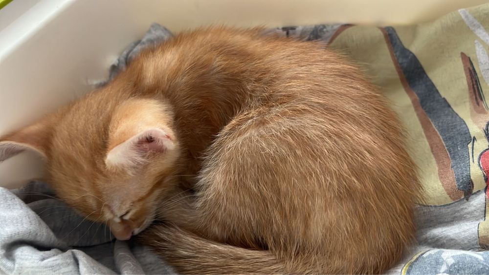 Отдам котенка за 5000 тг