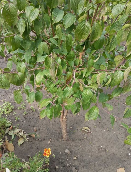 Кизил дерево и ягоды