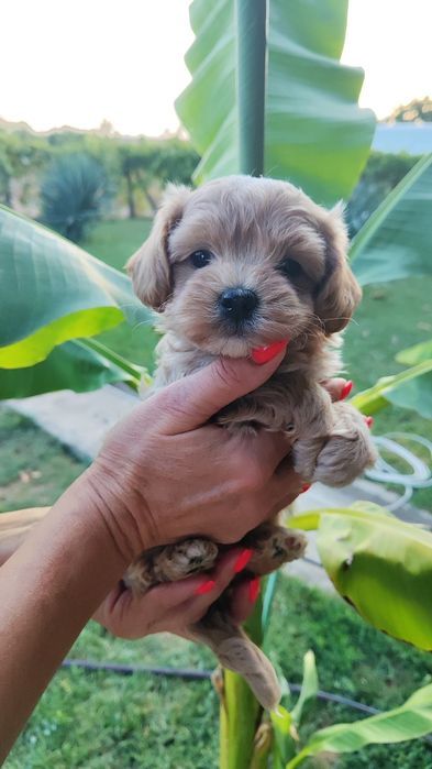 Малтипу Maltipoo