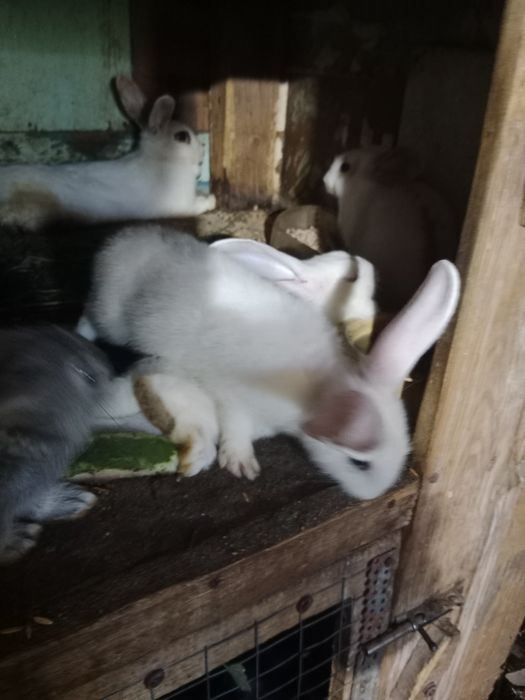 Продаются крольчата