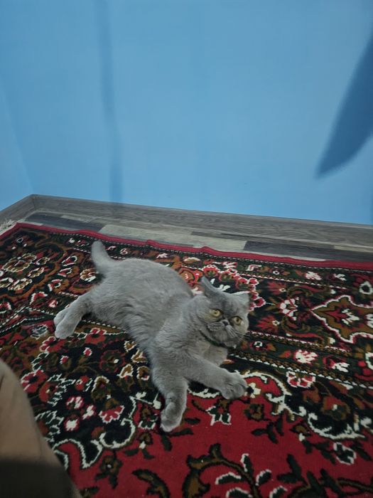 Домашний персидский кот