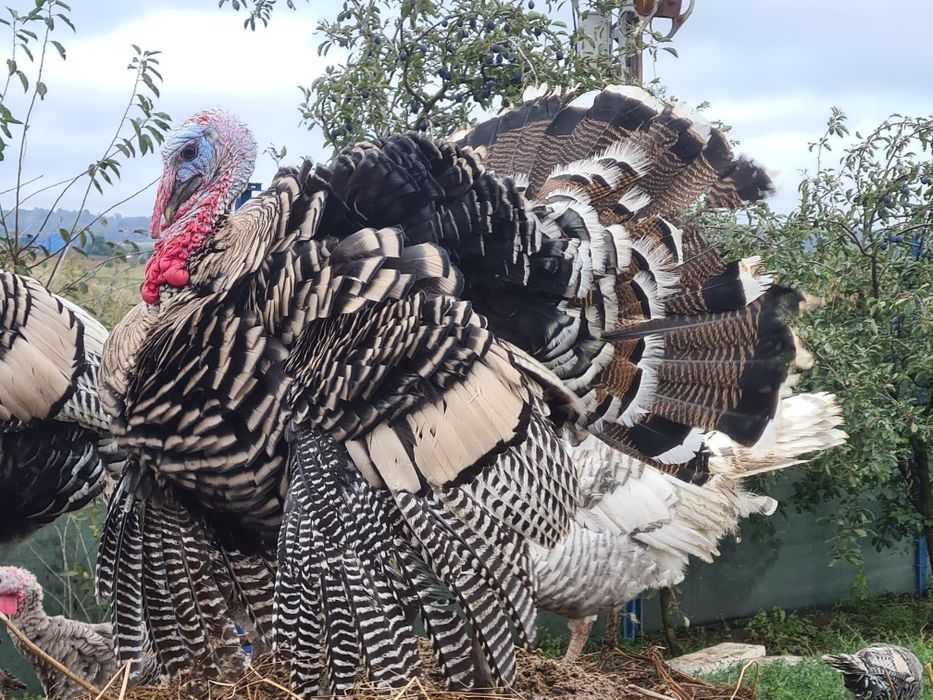 Curcani Narragansett
