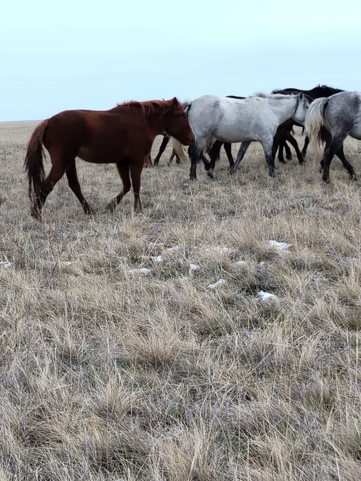 Лошади (согым, жеребята, кони)