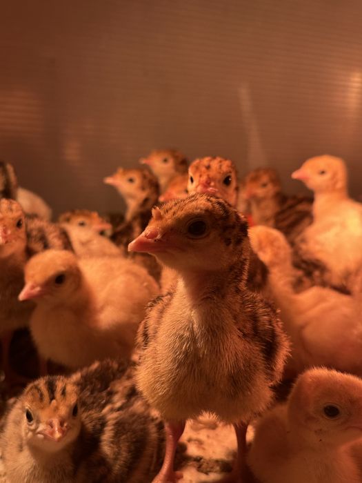 Продам индюшат бронза утяжеленная