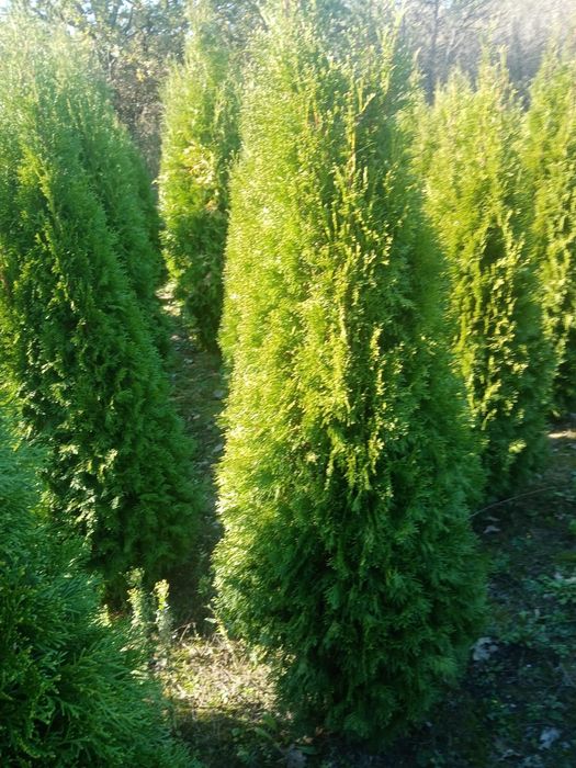 Sisteme de irigații