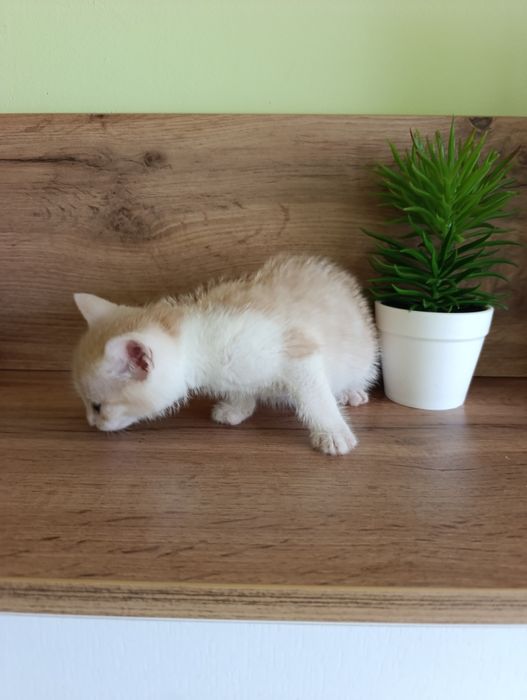 Сладки малки котенца