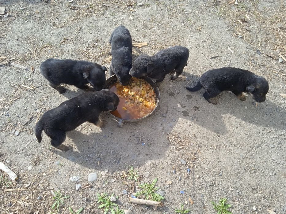 Продаются щенятаь