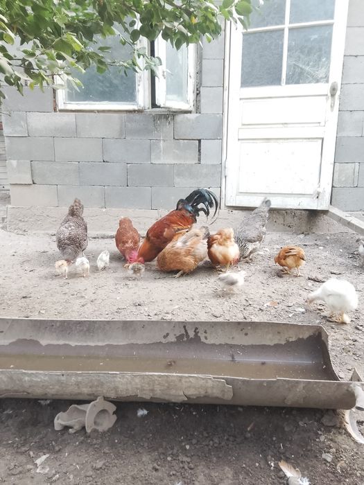 Продаются петухи