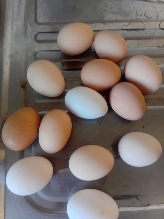 Қолдың жұмыртқасы бар