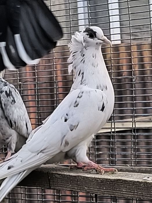 Продаются мрамарные бакинцы