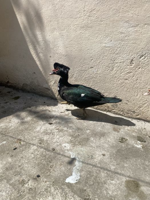 Продам индоутки