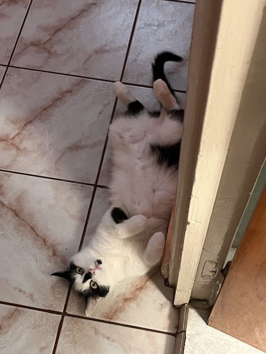 Pet Sitter/Dog Walker Medic Veterinar Bucuresti
