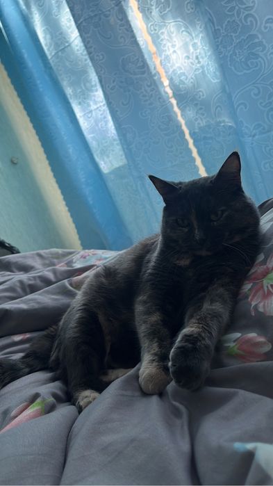 Кошку адам в хороши руке