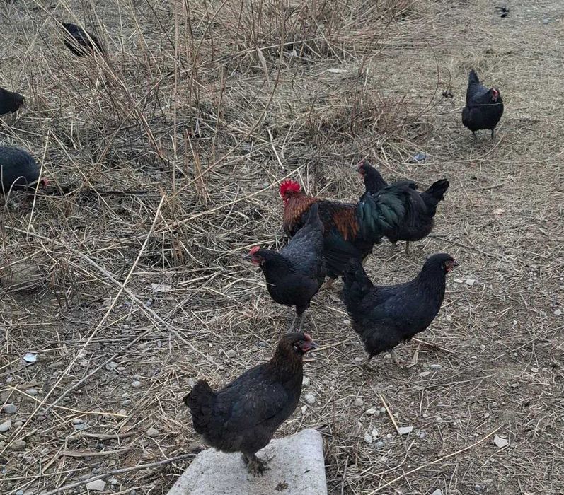 QORA tovuq TUXUMLARI sotiladi