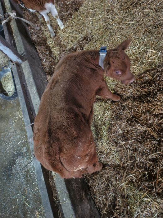 буқачалар сотилади