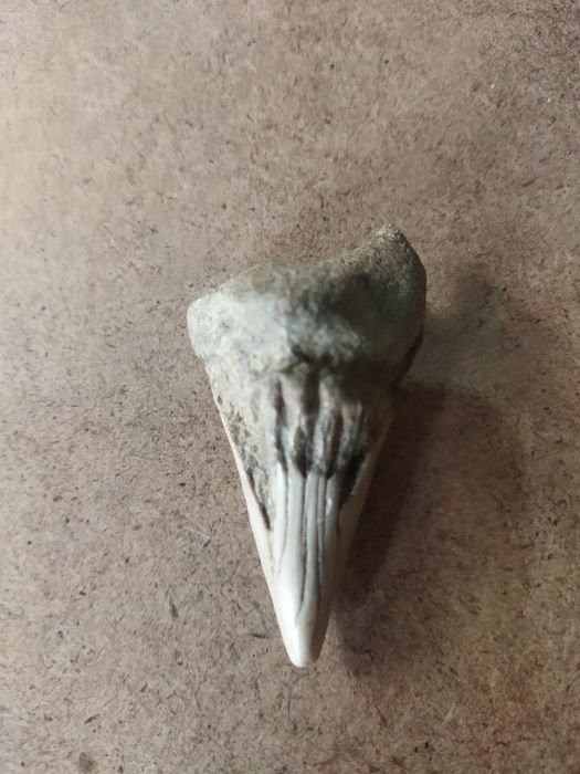 Зубы древней акулы