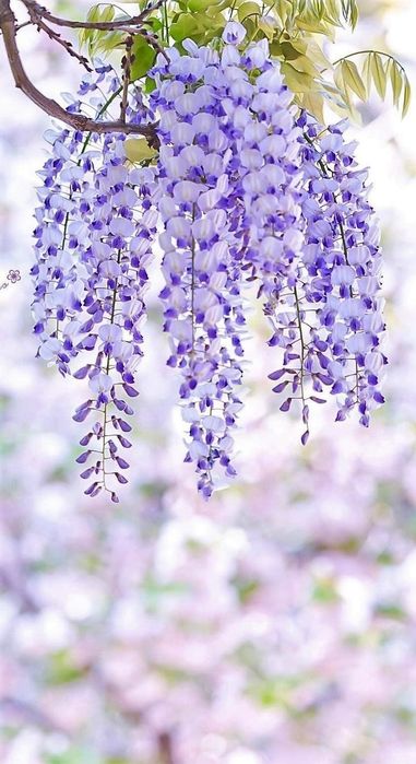 Wisteria (Glicina )