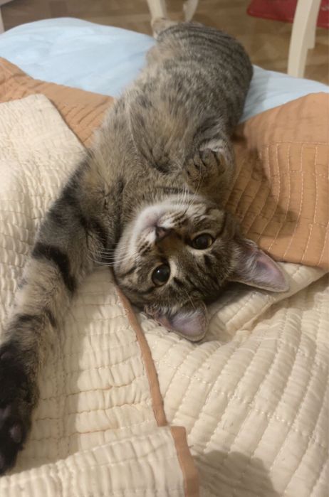 Отдам кошку в добрые руки