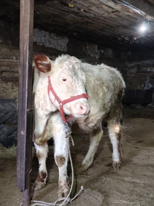 Сиыр сатамын. Семіз