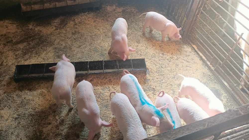 Продам поросят возраст 1 месяц