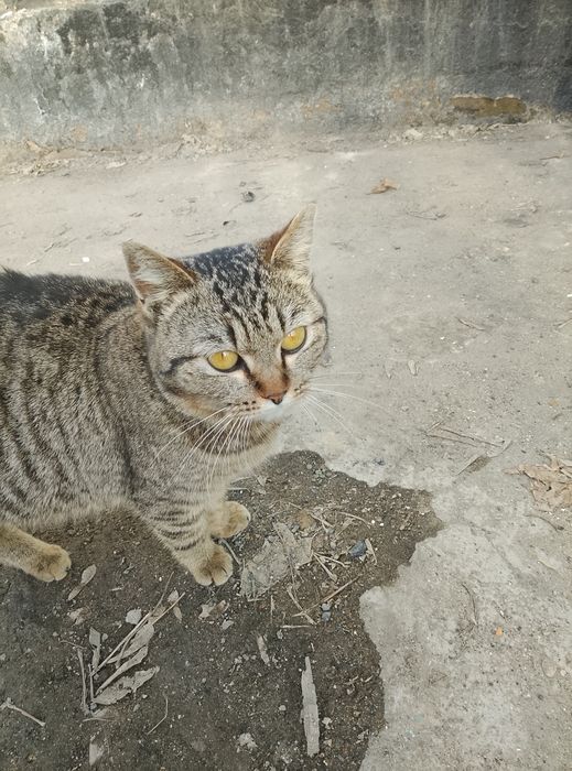 Молодая кошка в добрые руки