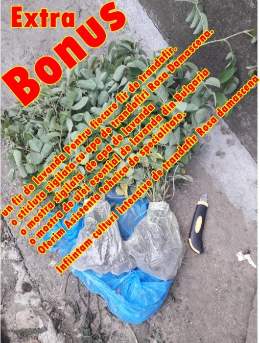 Trandafiri de dulceata din Bulgaria, varsta 2 sezoane pepiniera +Bonus