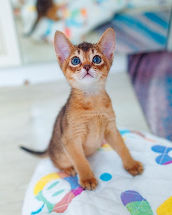 Абиссинские котята