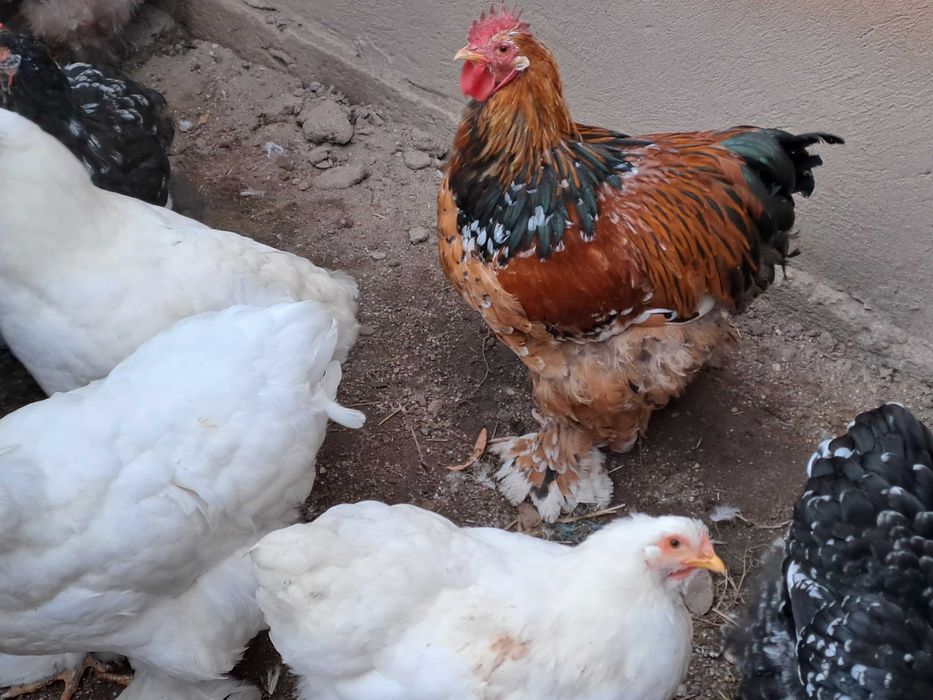 Vând găini și cocoși cochinchina