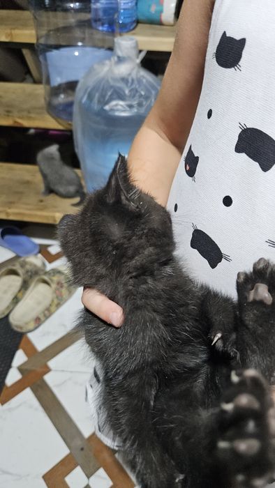 Отдам милых котят