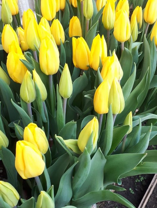 Тюльпаны на праздник