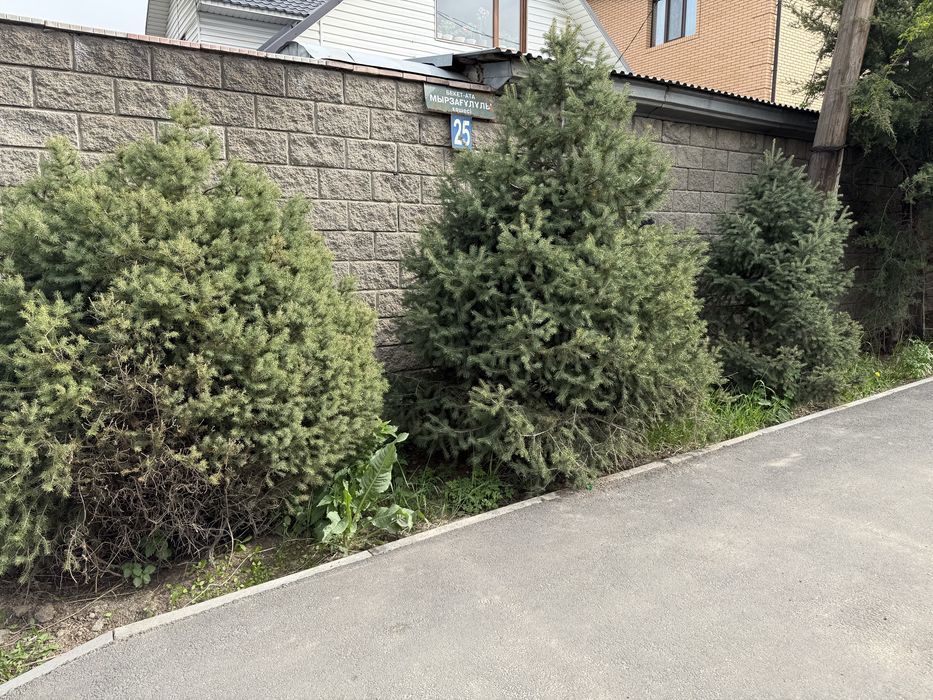 Продается тяншанские ели и голубые ели