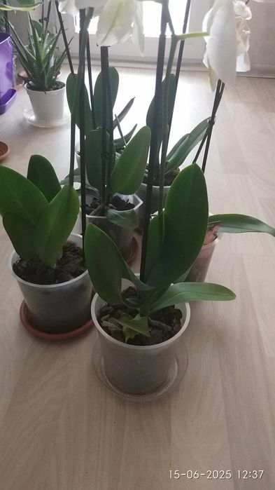 орхидеи и  алое в саксия