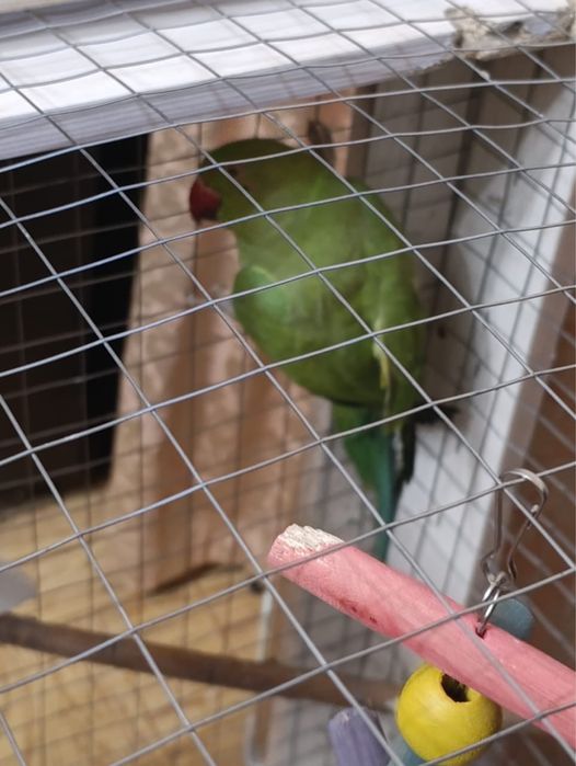 Продам ожерелового попугая