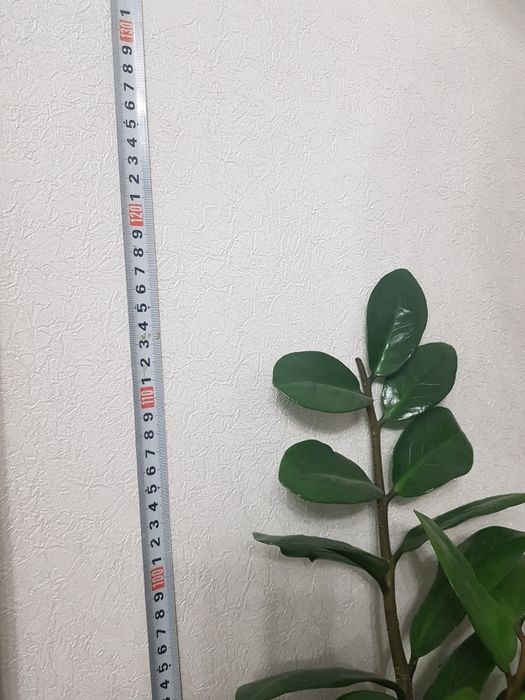 Комнатные цветы. Долларовое дерево