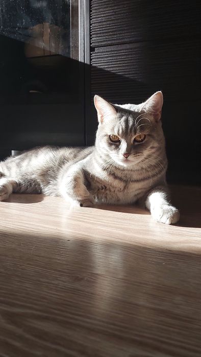 Британский кот в добрые руки