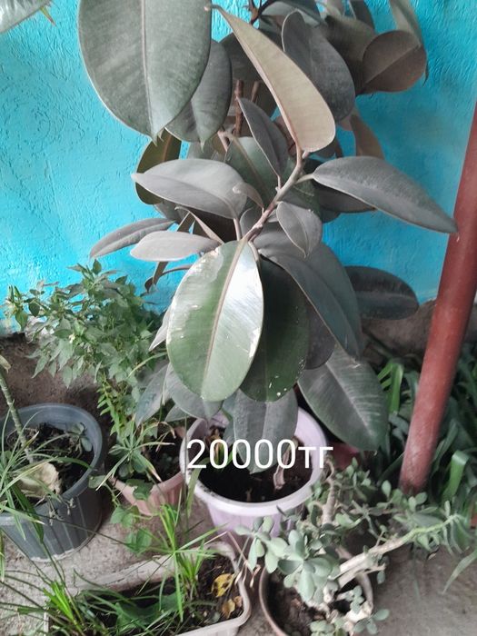 Цветы офисные за недорого