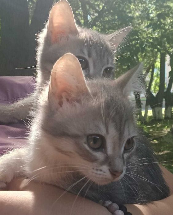 котята в добрые руки