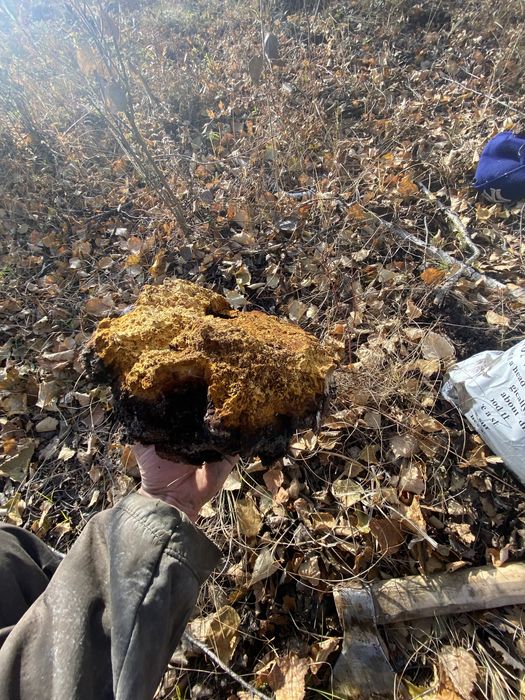 Продам позде осенюю чагу