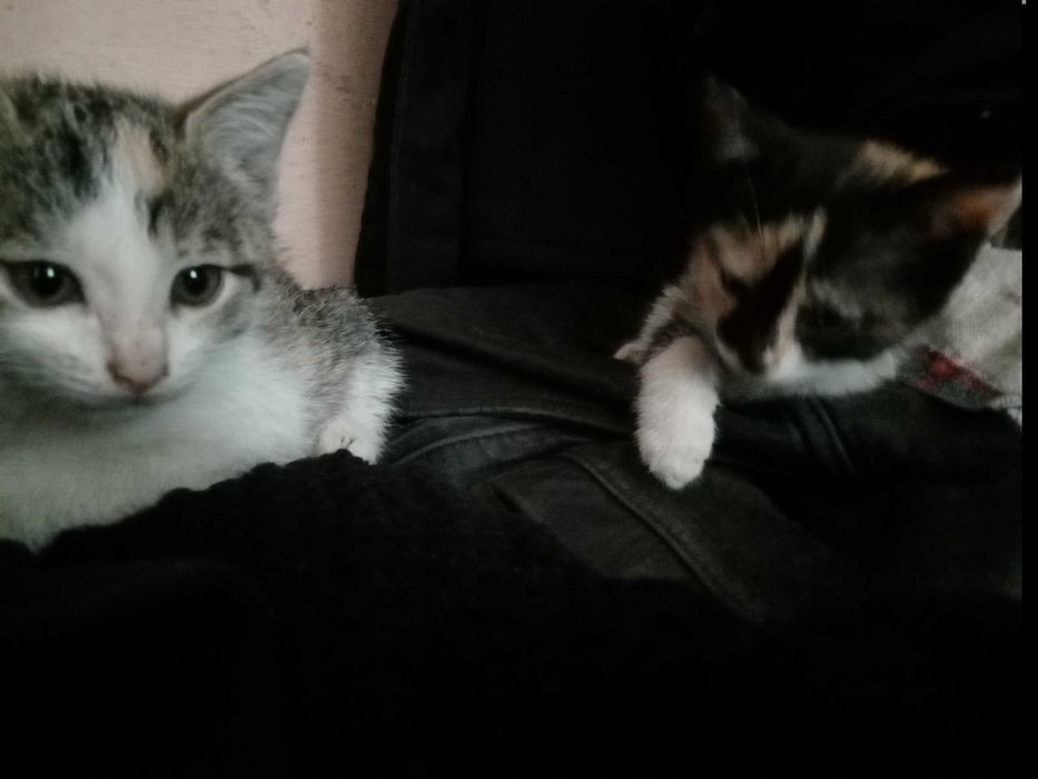 Отдам котят в хорошие руки.