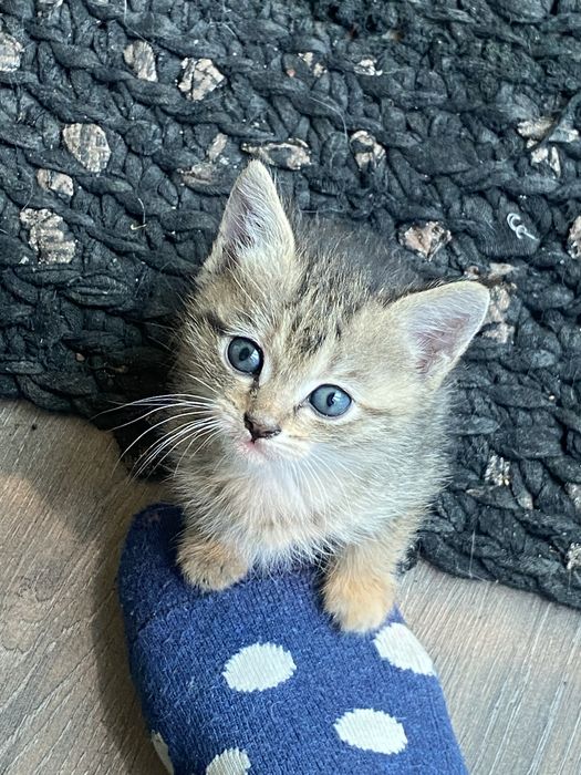 котята игривые пушистики