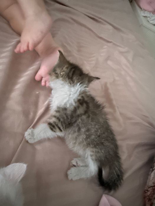 котенок мальчик